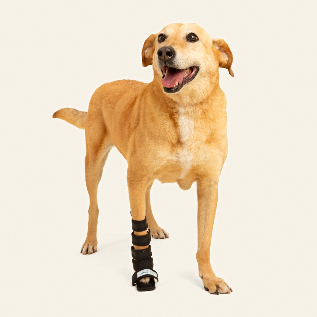 Ferulas moldeables talla #6