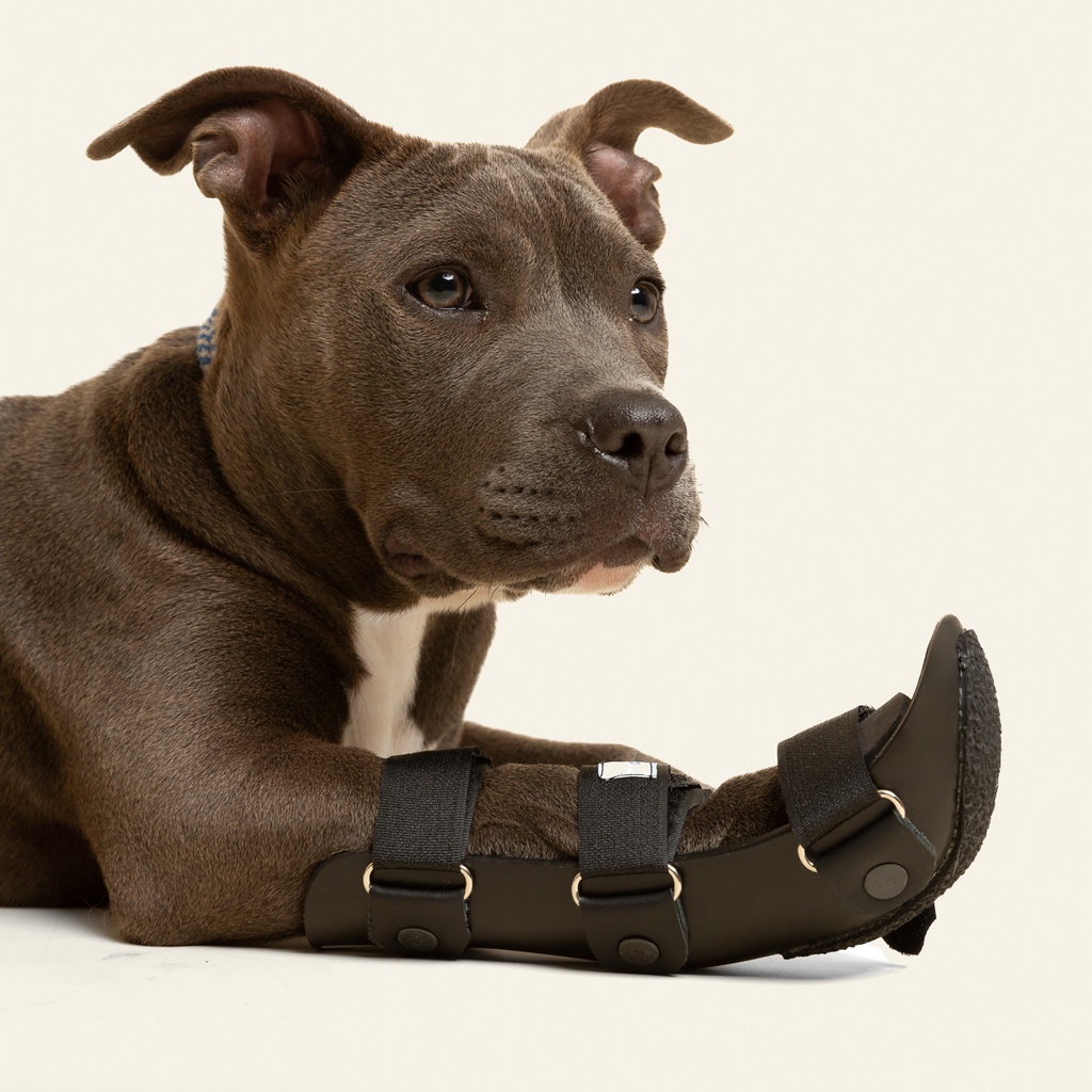 Ferulas rigida Delantera talla #6