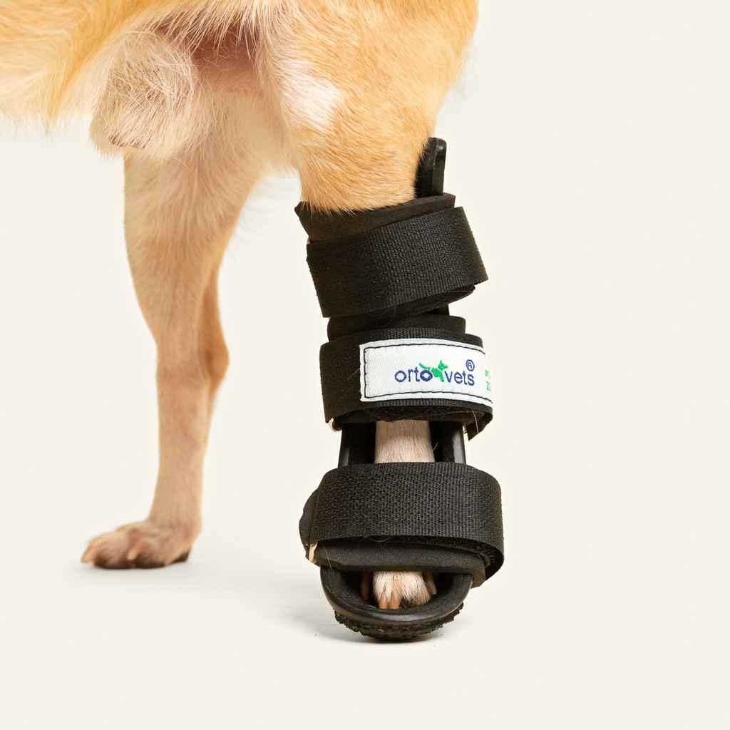 Ferulas rigida Trasera talla #2