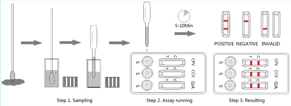 Distemper-Adenovirus tipo 2- Influenza Canina