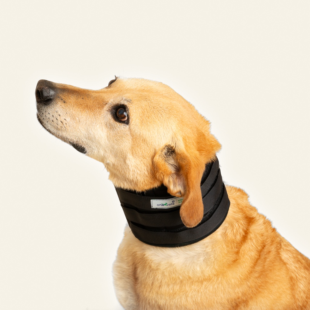 Collarin inmovilizador talla #2