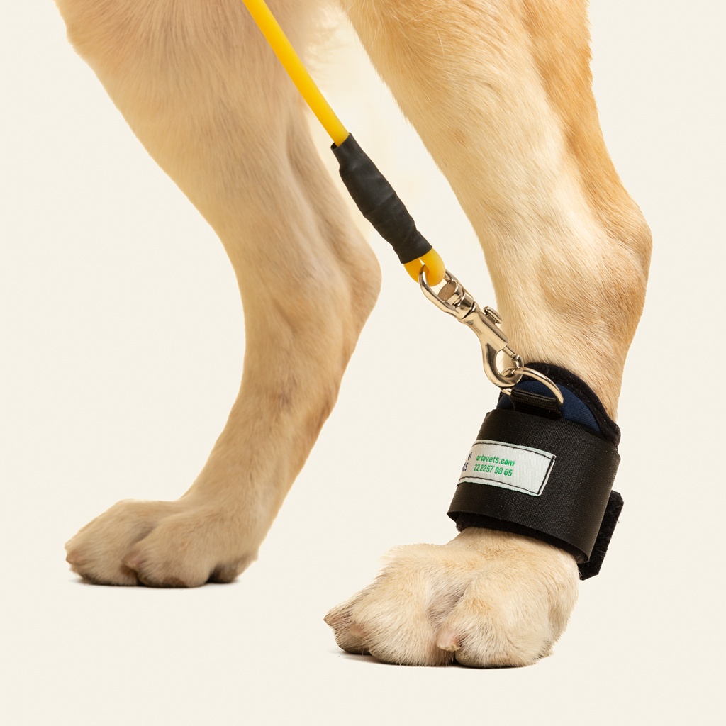 Corrector -facilitador de marcha para miembro posterior talla #2