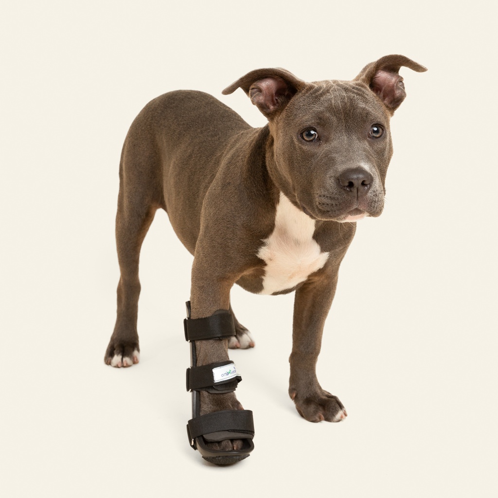 Ferulas rigida Delantera talla #2