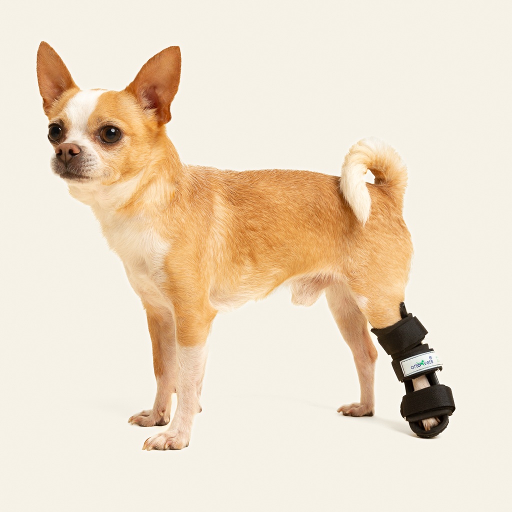 Ferulas rigida Trasera talla #4