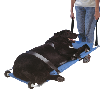 [280706] Buster Camilla para Animales 120*50 cm.